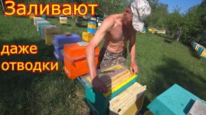 ЗАЛИВАЮТ даже ОТВОДКИ! ЖАРА в СИБИРИ! ДВУХМАТОЧНЫЕ, история продолжается