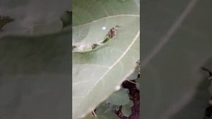 Инжир Белый Медовый 21.10.22