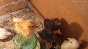 Надо ли отключать свет цыплятам ночью. Чем кормить и поить цыплят. Содержание цыплят. Брудер