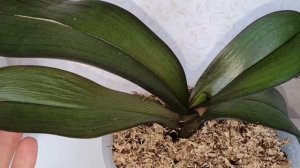 Мои ОРХИДЕИ реанимашки ✅ Наращиваем листья и корешки