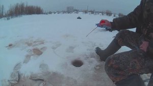 Ловля ельца и плотвы  на чертика.