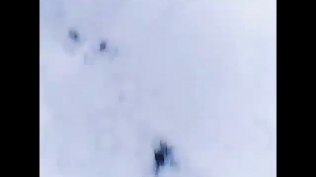 Врезался головой в дерево! Потерял сознание! смотреть онлайн