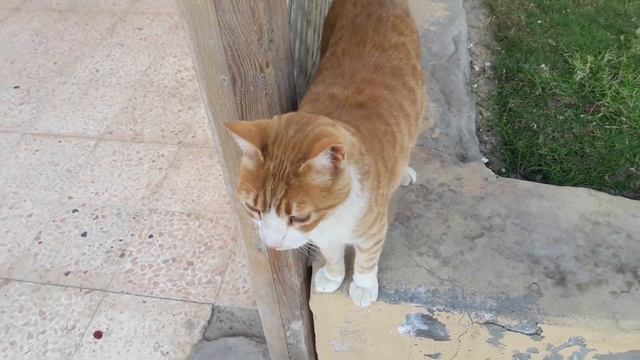 Милый рыжий котик. Для хорошего настроения и позитива. Котики любят всех.