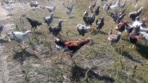 Юрловские голосистые,  Орловские   ситцевые, Ливенские ситцевые куры и др.