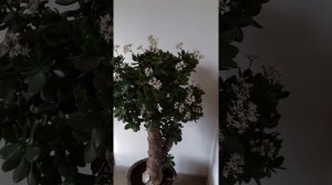 Крассула (Денежное дерево) цветет.