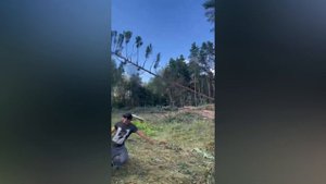 Расчистка участка Пушкино