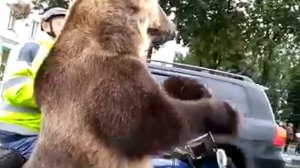 Медведи на улицах Москвы
