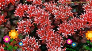 Очиток ложный Шорбасер блут. Краткий обзор, описание характеристик sedum spurium Schorbuser Blut
