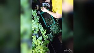 Черенкование петуний серии тайдел велюр 🌿🌱