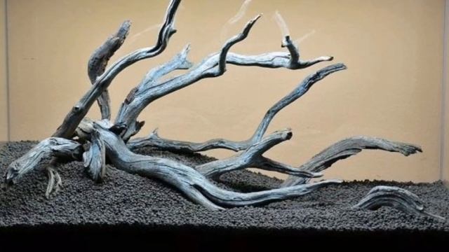 НУЖНА ЛИ КОРЯГА В АКВАРИУМЕ ? ПЛЮСЫ И МИНУСЫ смотреть онлайн