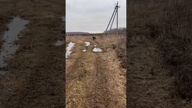 Мячик) #tttt #cane #canecorso #канекорсо #canecorsoitaliano #канекорсоитальяно