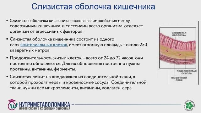 Осадчая М.А. Нутириметаболомика основной инструмент коррекции микробиоты