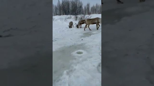 Пришел на рыбалку, а тут - наглые олени! Это Сахалин) смотреть онлайн