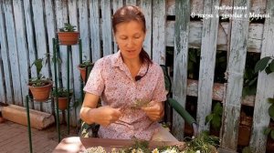 ЛЕЧИТ ОТ А ДО Я ПЕРВАЯ В СПИСКЕ ЛЕЧЕБНЫХ РАСТЕНИЙ РОМАШКА АПТЕЧНАЯ