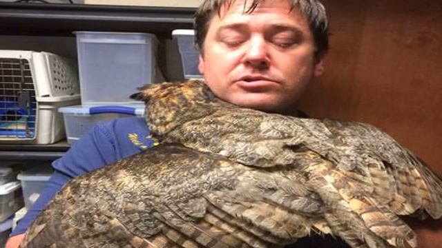 Сова довела всех до слез, когда снова увидела своего спасителя! смотреть онлайн