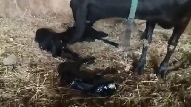 Окот.Роды у нубийской козы смотреть онлайн