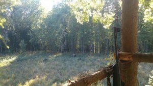 Медведи на овсах