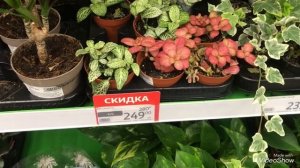 Цветочки в Ашане.Лилии Азиатские.