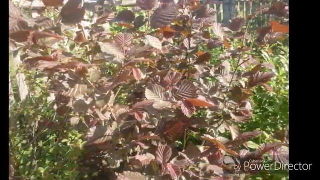 НАШ САД.//НЕ БОЛЬШАЯ ФОТО ЭКСКУРСИЯ ПО НАШЕМУ САДУ. смотреть онлайн