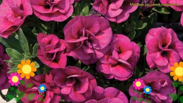 Калибрахоа обыкновенная Маджента. Краткий обзор, описание характеристик calibrachoa Magenta смотреть онлайн