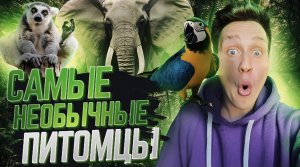 Самые необычные питомцы по всему миру