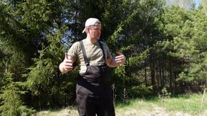 СОСНА и ЕЛЬ весенняя высадка деревьев /Парк/ Сколько лет растет сосна