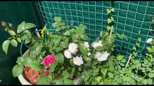 Сколько же кустов Роз, иметь в своем саду? Мое мнение, мой опыт. смотреть онлайн