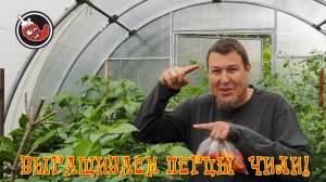 Перцы августа назревают