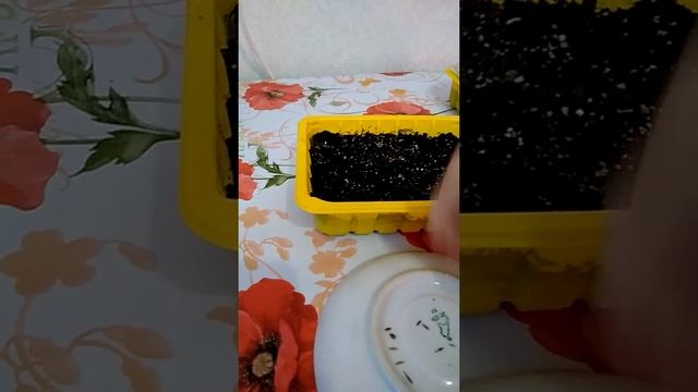 Посадка прострела семенами смотреть онлайн