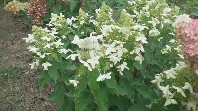 2018 Высокорослая метельчатая гортензия "Magical Starlight" смотреть онлайн