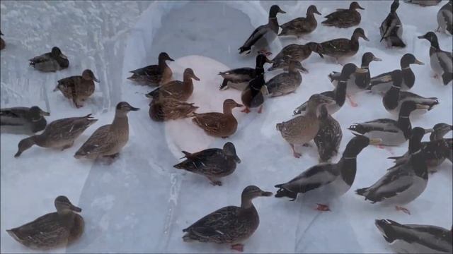 Нижний Новгород. Сормовский парк. 10.01.2022. смотреть онлайн