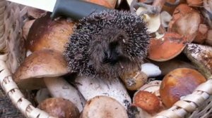 Песенка про ёжика для малышей