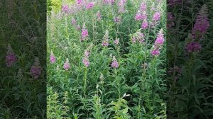 сбор Иван чая