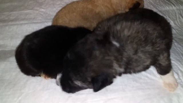 Дружная семейка.Щенкам 10 дней.Рождественский подарок. смотреть онлайн