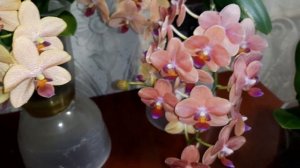 Орхидея  Бронзовый Будда и похожие на него  мультифлорыв моей коллекции орхидей.