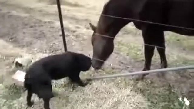 "Лошадь и собака - лучшие друзья" смотреть онлайн