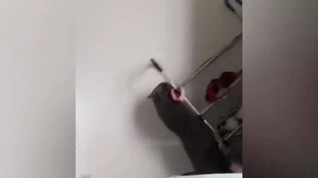 Смешные животные - Смешные кошки/собаки/птицы - Смешные видео с животными 36