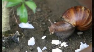 Яичная скорлупа на вес золота: 5 полезных способов применения