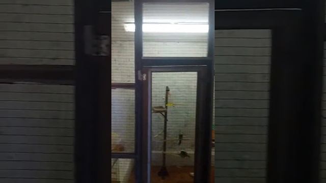 Содержание попугаев корелл в вольерном условии