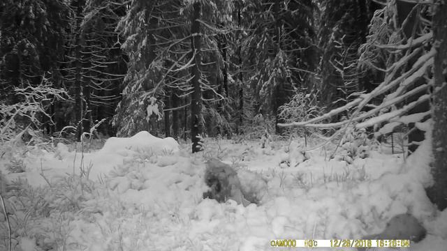 FOTOBAZUKA куница (сдвоенное видео 2) вечер смотреть онлайн