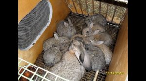 Простые клетки для кроликов из мебельной фанеры своими руками.