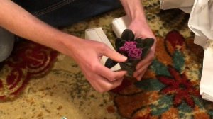 Lyndon Lyon African Violet Unboxing