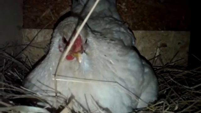 Инкубаторская курочка села на яйца. Часть 1 смотреть онлайн