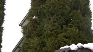 Красивый забор из Бутового камня