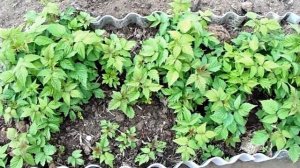 Малина Ремонтантная? Выращивание и Уход?