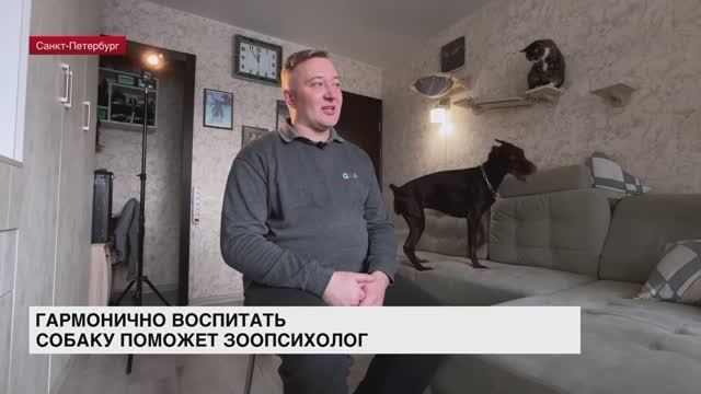 Гармонично воспитать собаку поможет зоопсихолог