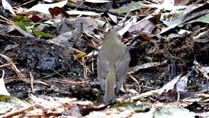 Зарянка певчая птица Erithacus rubecula /голос обыкновенная овсянка /голоса птиц / звуки природы