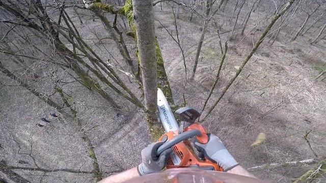 Projekt: Beli topol (Populus alba) смотреть онлайн