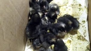 ВЫВОД ЦЫПЛЯТ АМРОКС //ДОМАШНЯЯ ПТИЦА.