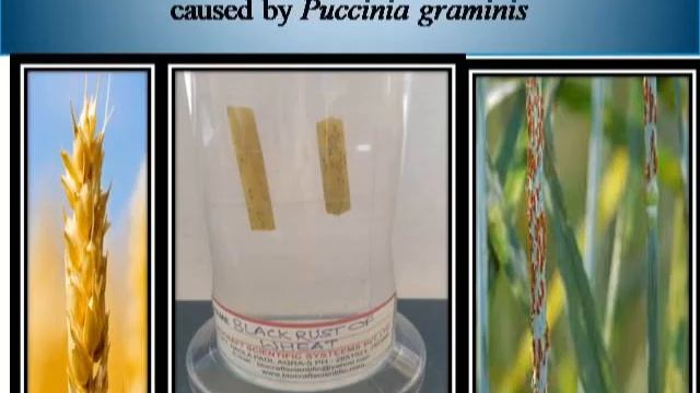 Rust disease of wheat смотреть онлайн